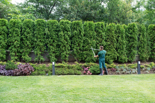 Leaf Removal in Rising Sun, MD